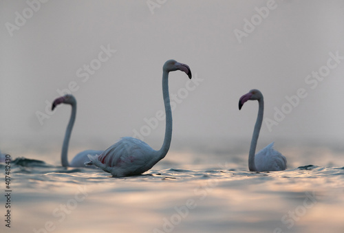 Greater Flamingos with dramatic hue on water in the morning hours at Asker coast  Bahrain