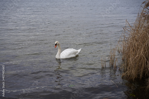 Einzelner weißer Schwan auf dem Wasser an einem Ufer mit Schilf