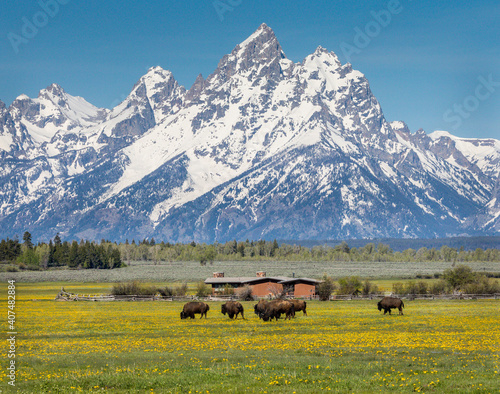 Papier peint Bison in Jackson Hole, Wyoming