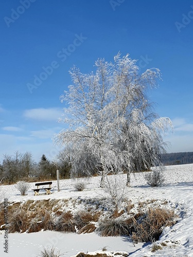 trees in snow