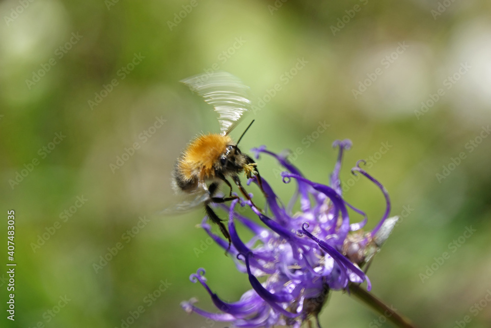 Hemispheric Rampion Phyteuma Hemisphaericum, Also Called Narrow Leaved Devil S Claw, With Flying Bumblebee, Tyrol, Austria