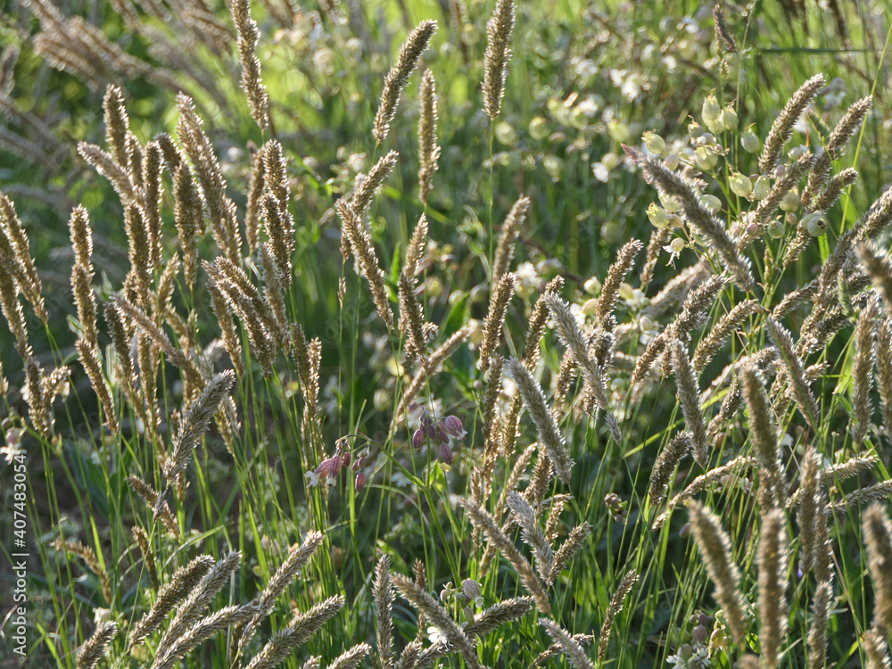 Obraz premium Timothy Grass