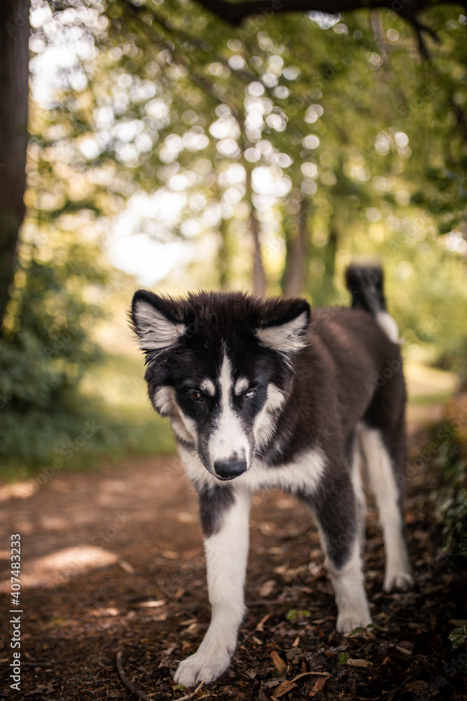 Obraz premium Laika puppy standing on a tree. Young husky on a adventure