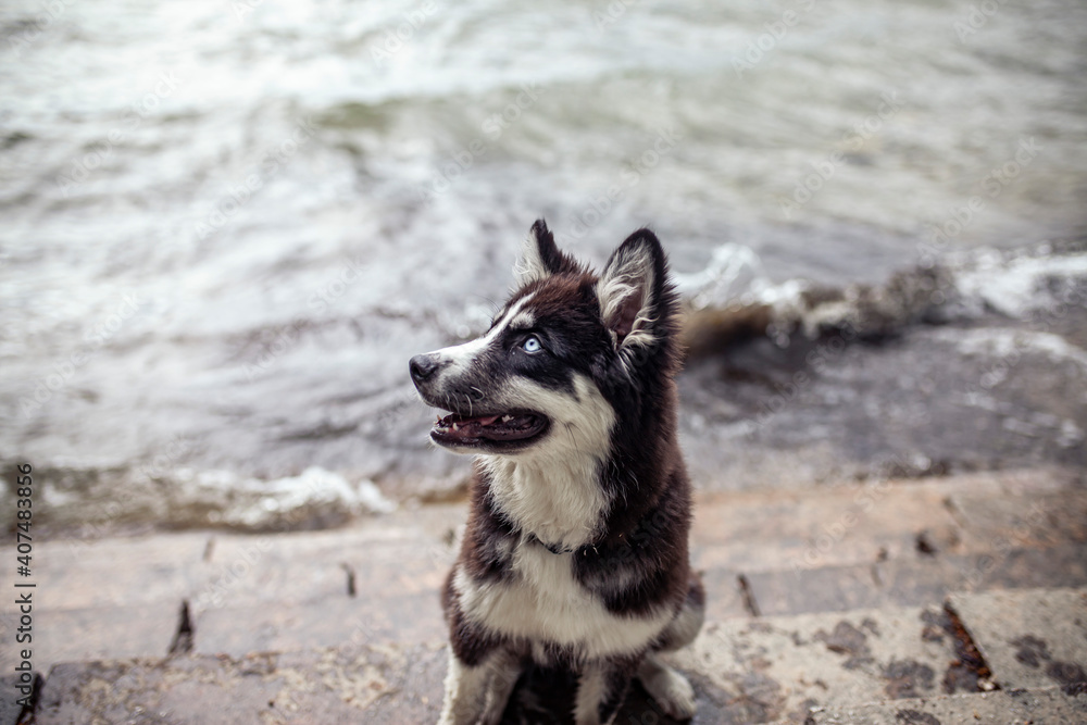 Portrait of an young laika in front of a lake sitting on stairs. Puppy having fun with water and waves. Dog explore outdoor the world Portrait of an young laika in front of a lake sitting on stairs. Puppy having fun with water and waves. Dog explore outdoor the world