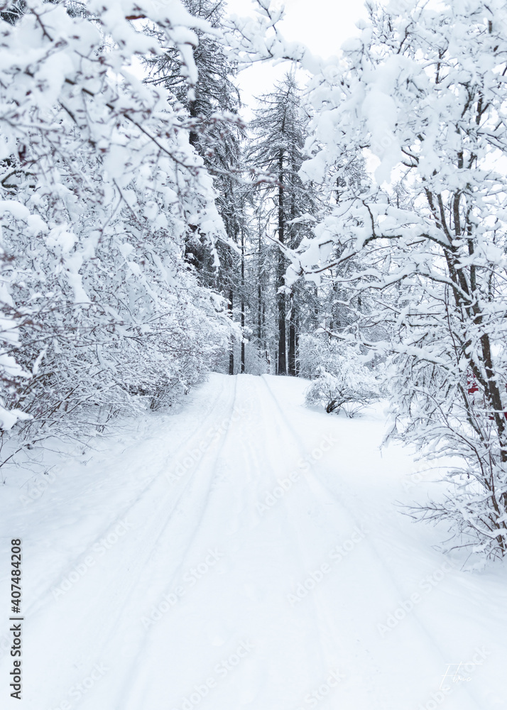 Obraz premium Neige forêt