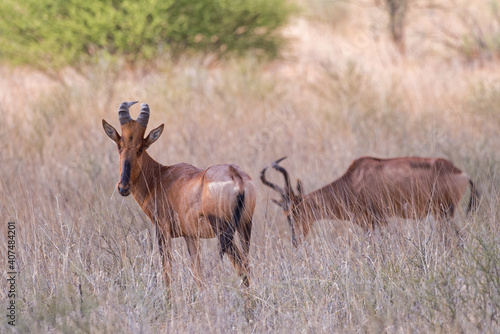 Eland Antelopes In The Kalahari Trans Frontier Park Taurotragus Oryx © Stockfotos