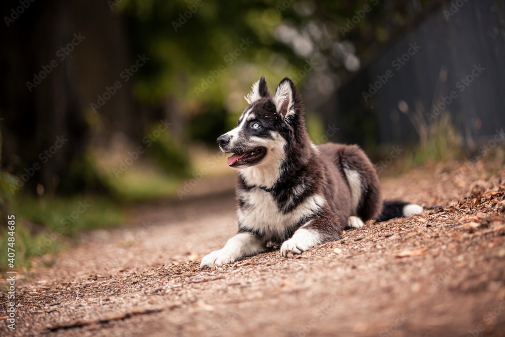 Young Laika puppy having fun and running obedient in fields and forest. Young dog playing and is active outdoor. Russian dog is happy and playful.