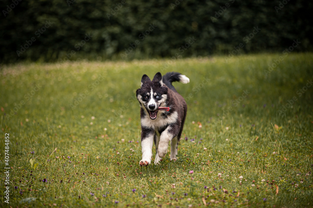 Young Laika puppy having fun and running obedient in fields and forest. Young dog playing and is active outdoor. Russian dog is happy and playful.