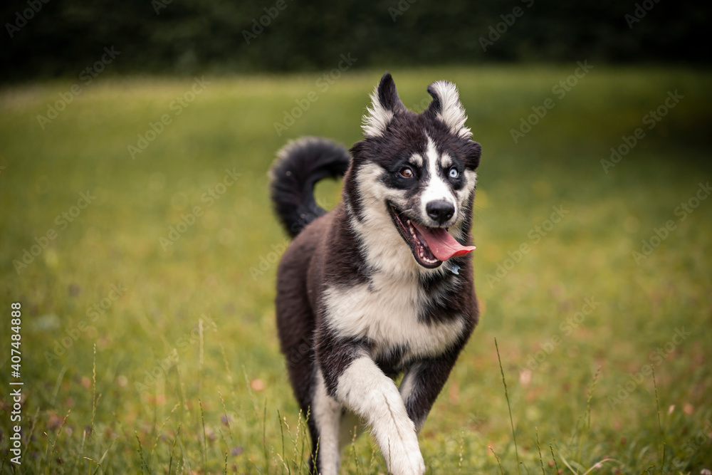 jakutischer laika / sibirien / russisch / urhund /wolfshund