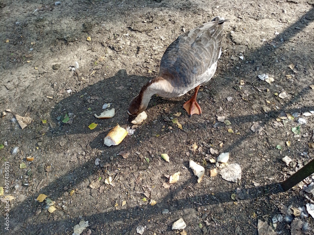 Fototapeta premium A Goose eating bread