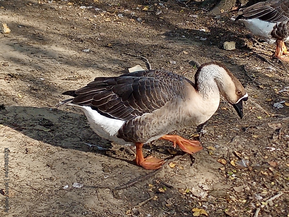 Obraz premium Goose