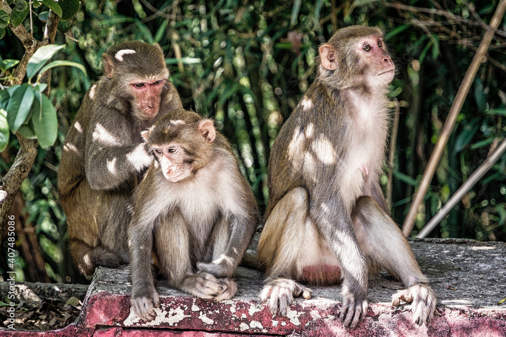Family of rhesus monkeys wildlife Family of rhesus monkeys wildlife