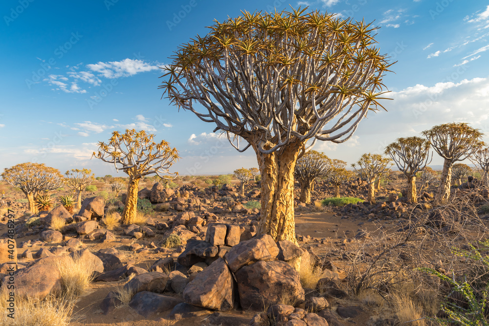 Quiver Trees Keetmanshoop Namibia Quiver Trees Keetmanshoop Namibia