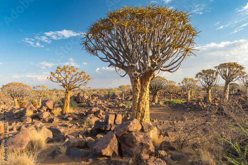 Quiver Trees Keetmanshoop Namibia