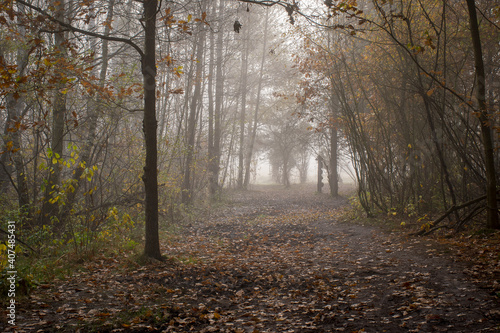 Dark October morning in Kampinos wilderness  Poland. Fallen leaves are covering a muddy path. Deciduous trees are getting ready for the winter. Selective focus on the tree trunks  blurred background.