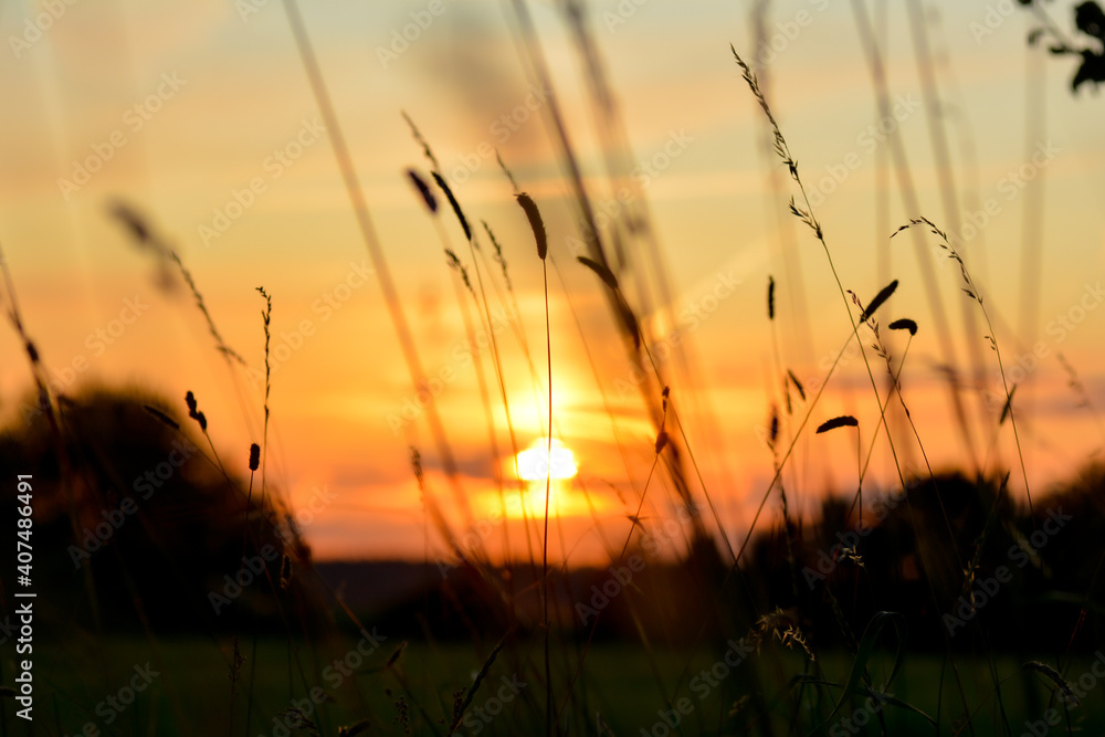 Obraz premium Sunset with grasses in the foreground