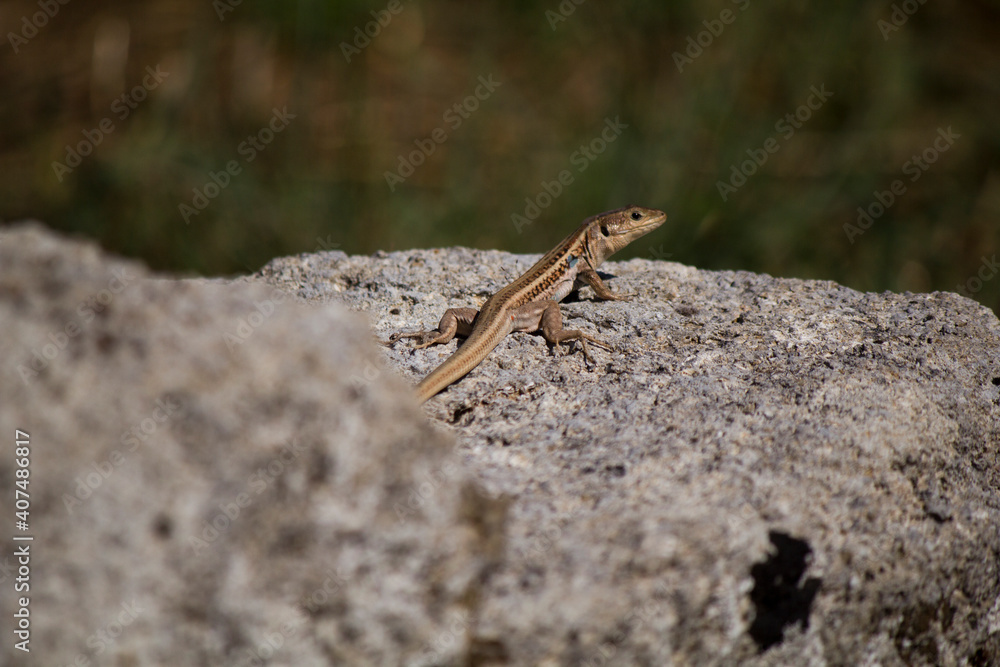 Lizard Lizard