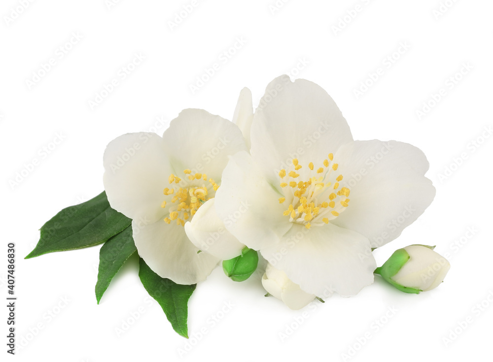 Jasmine flowers isolated on a white background