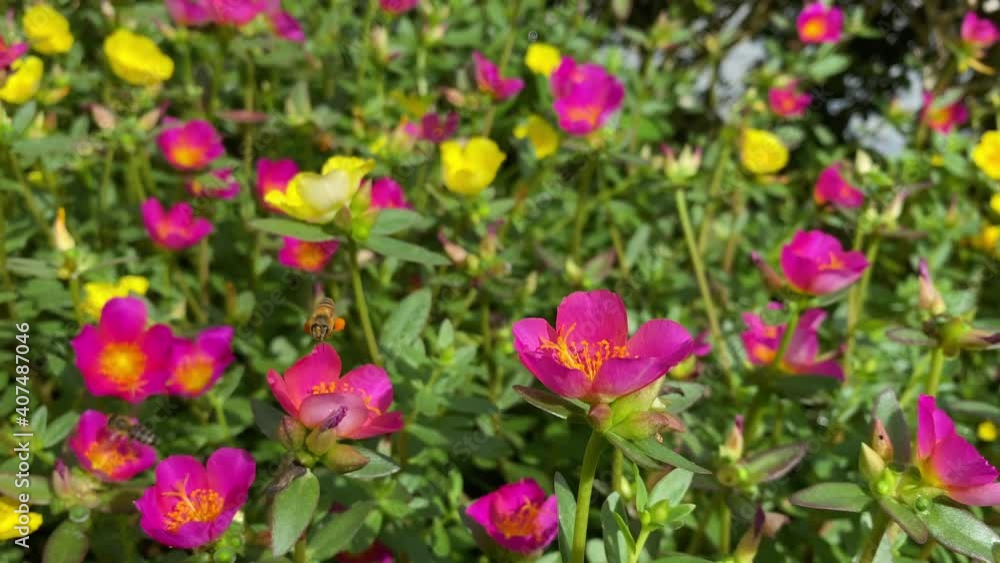 Bees flying and pollinating flowers in the garden Bees flying and pollinating flowers in the garden