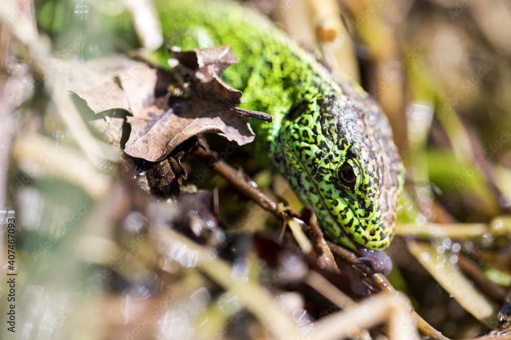 Naklejka premium Zauneidechse Mänchen