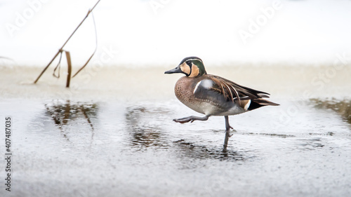 Baikal Teal, the beautiful and rare visitor in Sweden, walks with determined steps on the wet ice. photo