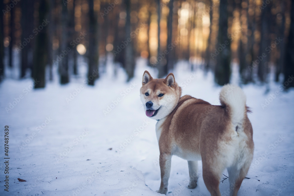 Potrait of a red Shiba inu in the snow. Happy dog in winter. Dog sitting in front of a tree with red and brown leaves