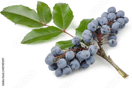 The fruits of blackthorns isolated on white, macro