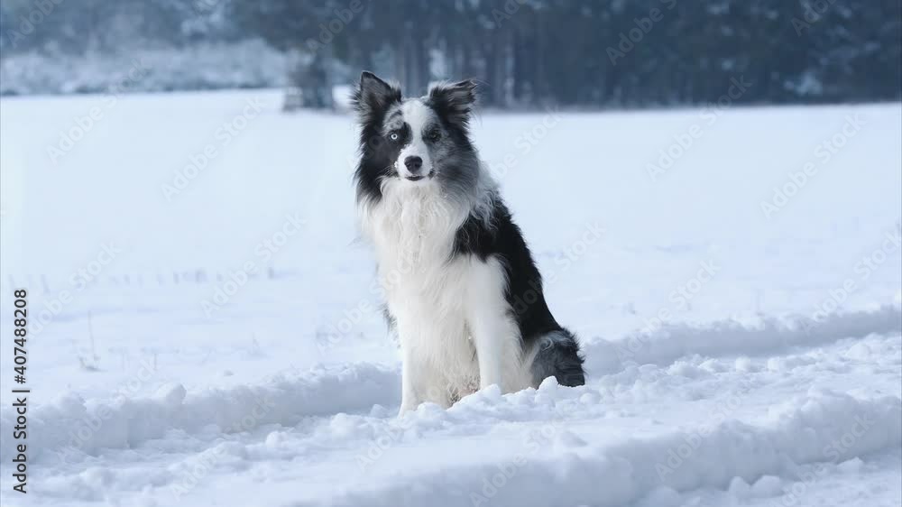 Border Collie dog sitting in winter landscape Border Collie dog sitting in winter landscape
