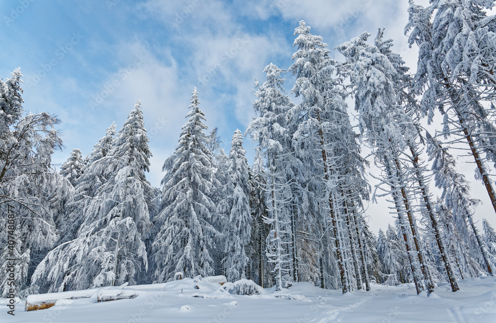 sapins enneigés dans les Vosges