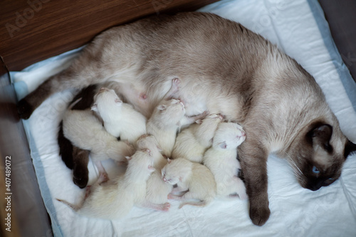 Thai cat with newborn kittens