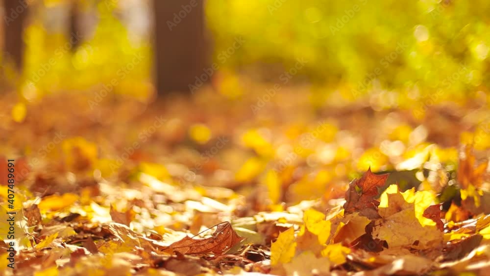 Beautiful golden maple forest at sunny afternoon during the fall season Beautiful golden maple forest at sunny afternoon during the fall season