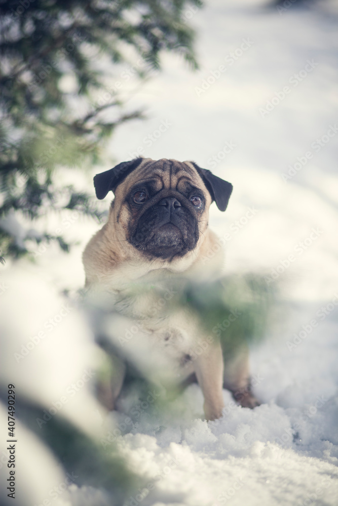 Pug in the snow. Portait of a small dog in the winter. Cute dog on a walk outside when its froty.