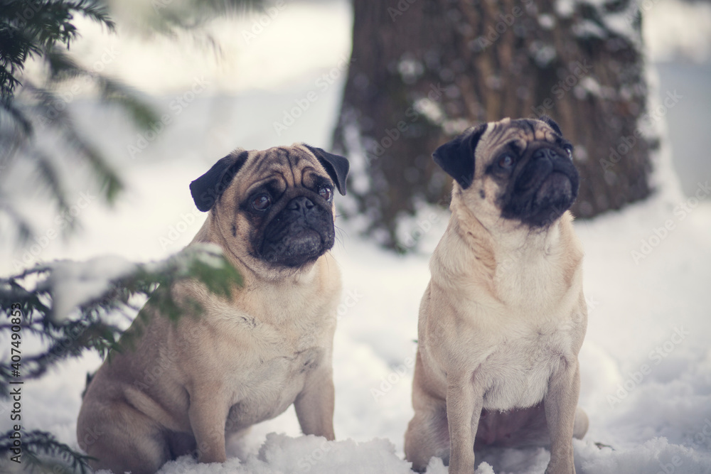 Obraz premium Portrait of two Pugs in the snow. More dogs in the Park during the winter. Beautiful frosty nature with two dogs in the sunset
