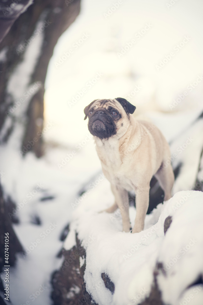Potrait of an Pug in the snowy park. Dog on a walk in the winter. Beautiful frosty nature with a dog in the sunset Potrait of an Pug in the snowy park. Dog on a walk in the winter. Beautiful frosty nature with a dog in the sunset