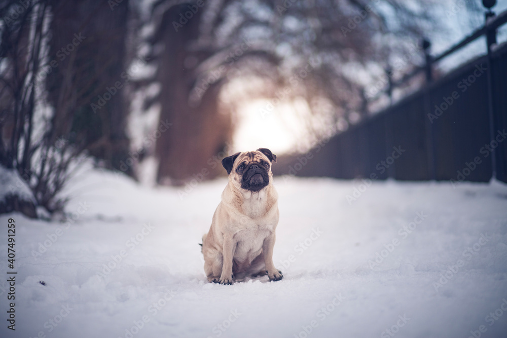 Potrait of an Pug in the snowy park. Dog on a walk in the winter. Beautiful frosty nature with a dog in the sunset Potrait of an Pug in the snowy park. Dog on a walk in the winter. Beautiful frosty nature with a dog in the sunset