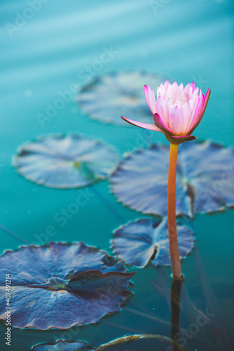 Delicate backlit pink flower