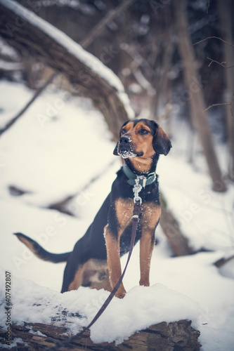 Portrait of an tyrolean Bracke in the snow. Black dog sitting in the forest in the winter. Dog close to a frosty lake photo