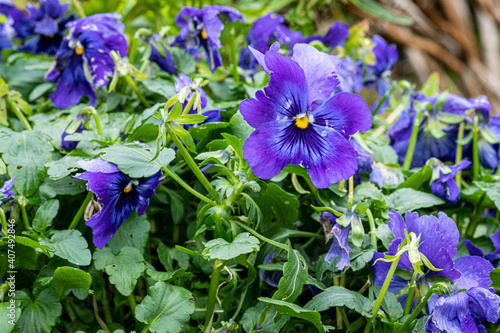 Winter Pansies with Weather Damaged