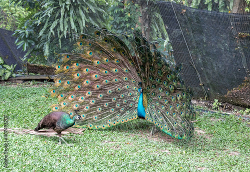 Canvas Print Parade nuptiale d'un paon, parc à oiseaux de Kuala Lumpur, Malaisie