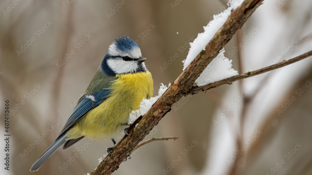 Blaumeise, bird, natur, ast, wild lebende tiere, blau, tier, gelb, baum, wald,