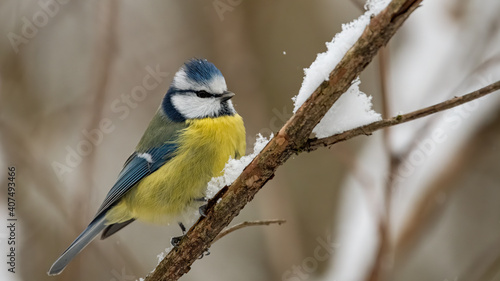 Blaumeise, bird, natur, ast, wild lebende tiere, blau, tier, gelb, baum, wald, © Oliver