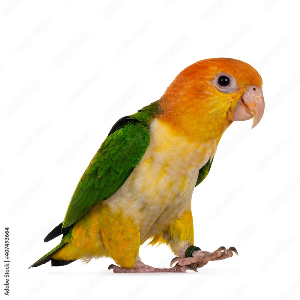 Young White bellied caique bird, walking side ways. Isolated on white background. Young White bellied caique bird, walking side ways. Isolated on white background.