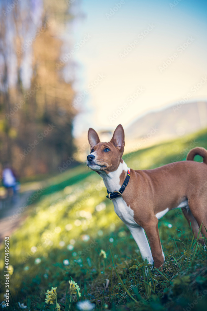 Basenji Puppy in a field with flowers. Small dog on a walk in the nature. Little puppy explore the World Basenji Puppy in a field with flowers. Small dog on a walk in the nature. Little puppy explore the World