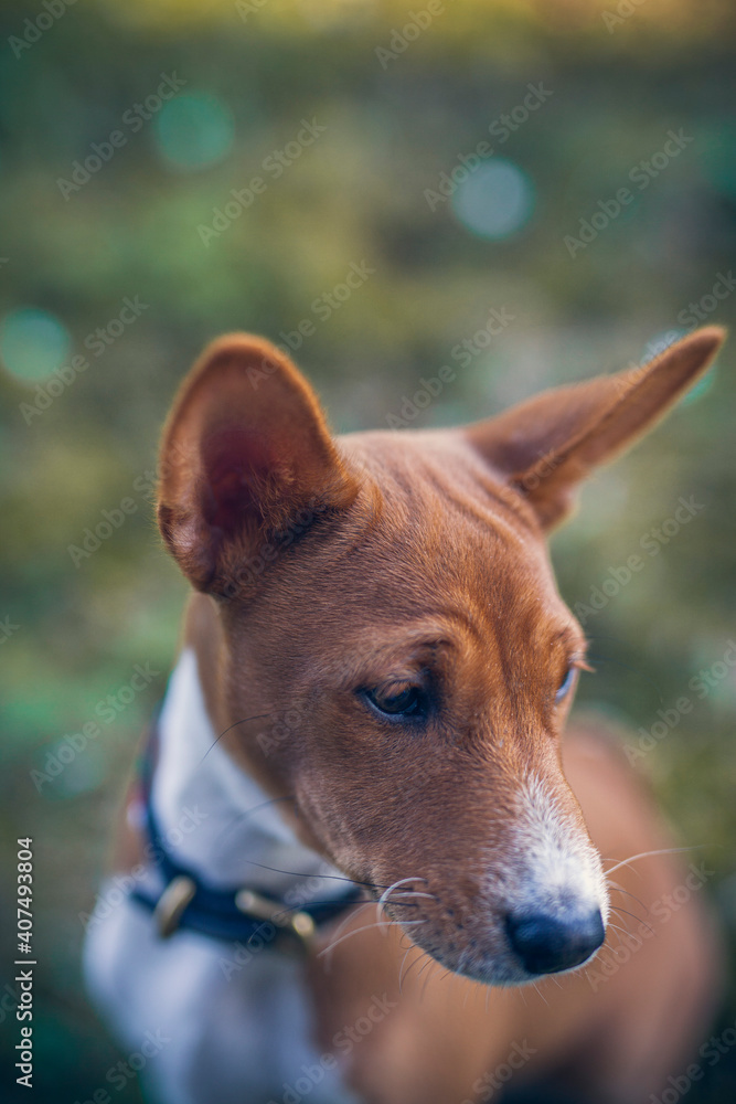 Basenji Puppy in a field with flowers. Small dog on a walk in the nature. Little puppy explore the World