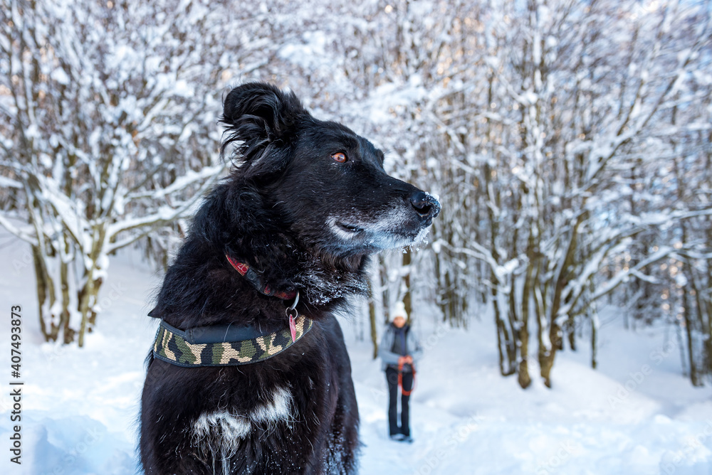 a black dog on the snow a black dog on the snow