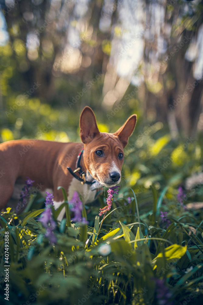 Basenji Puppy in a field with flowers. Small dog on a walk in the nature. Little puppy explore the World