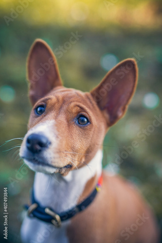 Fototapeta Naklejka Na Ścianę i Meble -  Basenji Puppy in a field with flowers. Small dog on a walk in the nature. Little puppy explore the World