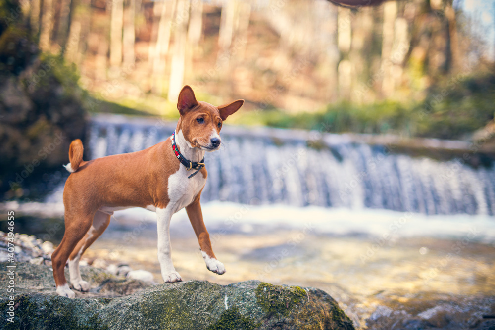 Basenji Puppy standing on rocks close to a waterfall. Small dog looks around in the nature. Little Puppy explore the world Basenji Puppy standing on rocks close to a waterfall. Small dog looks around in the nature. Little Puppy explore the world