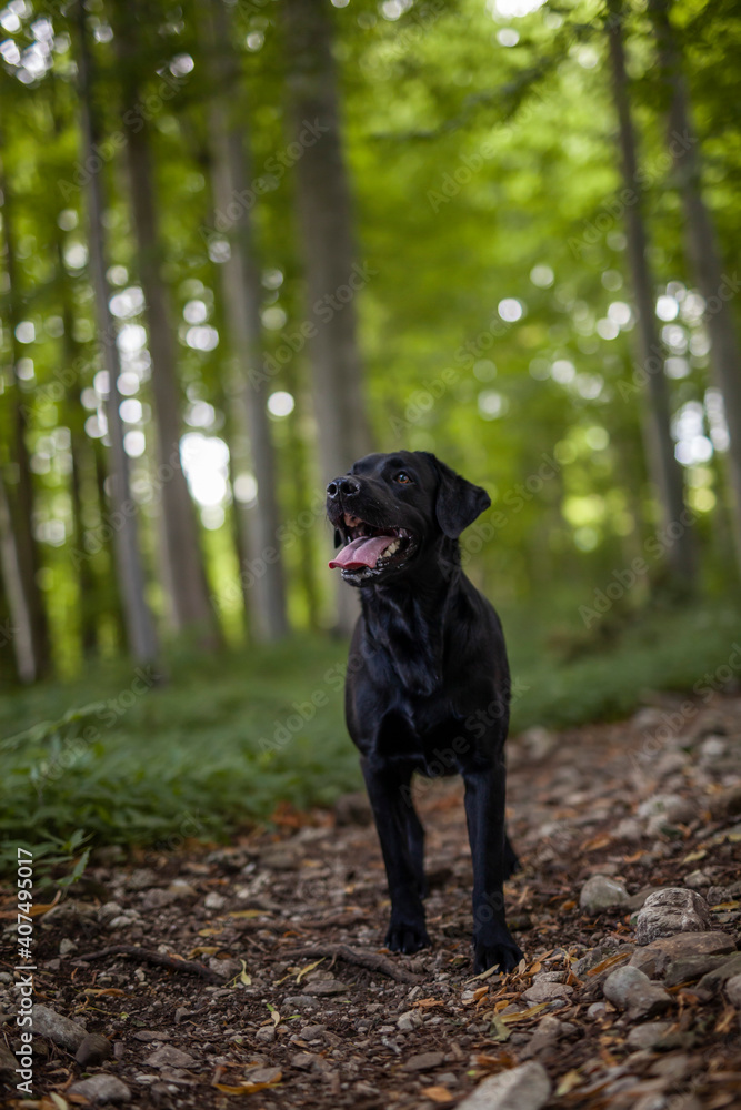 Portrait of an black labrador Retriever in the forest. Big dog standing proud in the nature