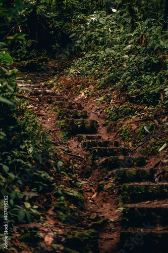 Moss covered stone steps in jungle